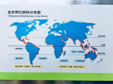 迷你世界红树林怎么找