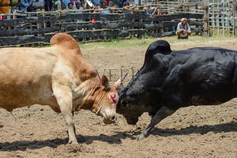 迷你世界如何让牛打架